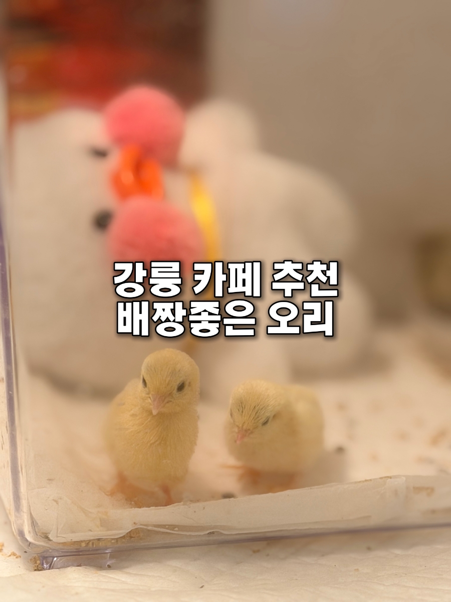 배짱좋은오리 사진 1