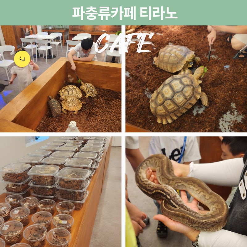 창원 아이들과 가볼만한곳 파충류샵티라노 24개월미만무료
