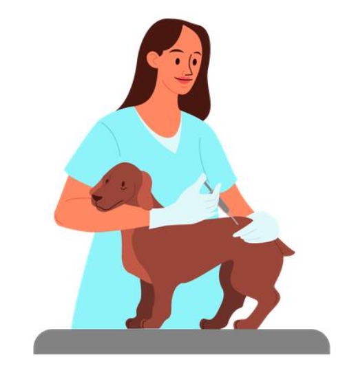 강아지 당뇨, 초기에 발견하면 관리할 수 있습니다! 보호자가 꼭 알아야 할 증상과 관리법
