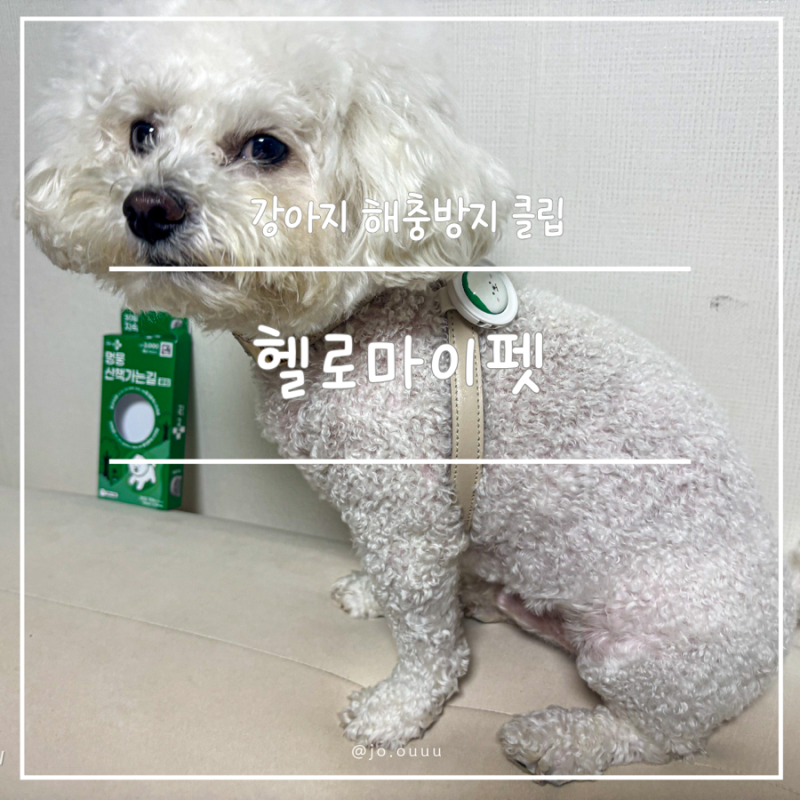 강아지 산책 필수템 헬로마이펫 진드기 기생충 퇴치체 해충방지 클립 다이소꿀템