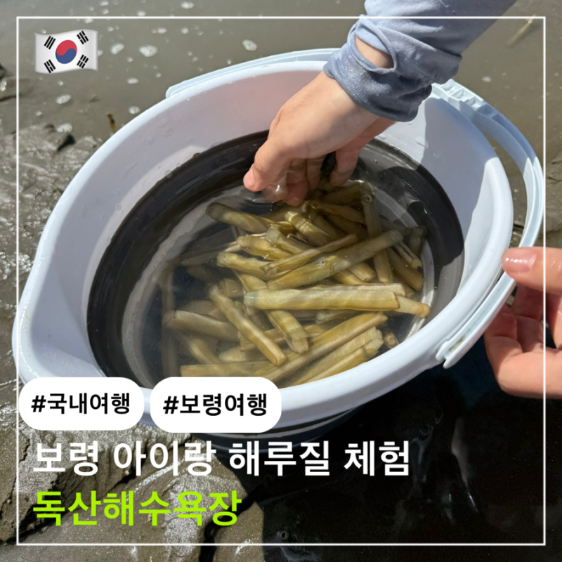 보령 아이랑 해루질 체험은 무창포? No 독산해수욕장 Yes! || 물때, 준비물, 맛조개 잡는법