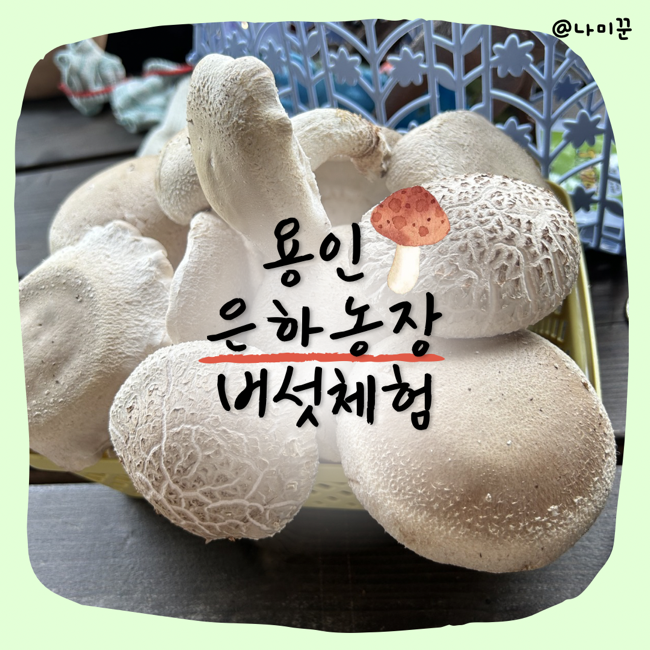 용인 아이와 가볼 만한 곳 은하농장, 버섯 따기 체험부터 피자 만들기까지