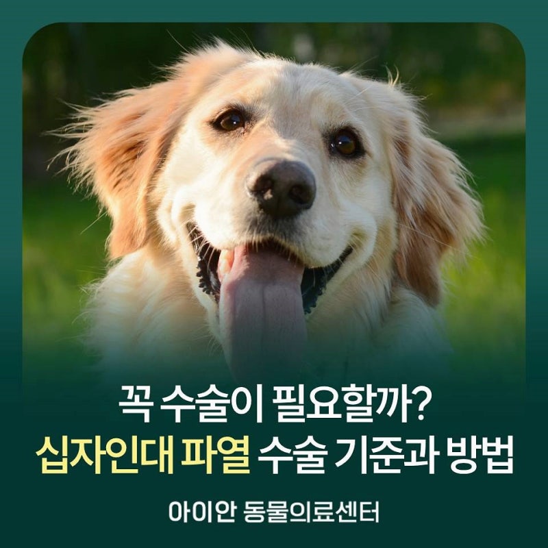 [강동구동물병원] 강아지 십자인대 파열, 꼭 수술이 필요할까요? 수술 기준과 방법
