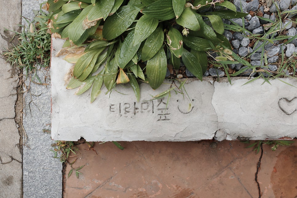 티라미숲 사진 4