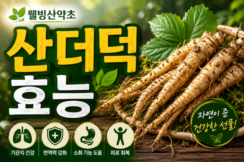 자연산 산더덕 효능 및 먹는법 /웰빙산약초