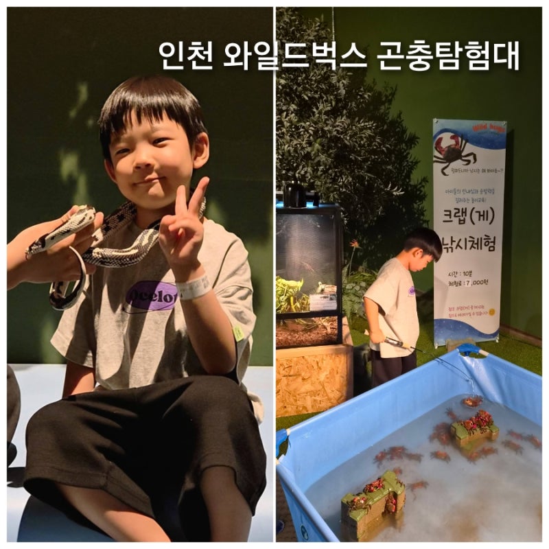 인천곤충박물관 인천 방학때 가볼만한곳 실내체험 와일드벅스 곤충탐험대