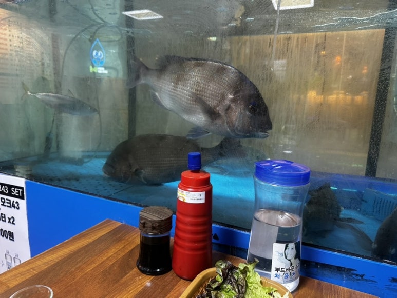 오징어야 사진 3