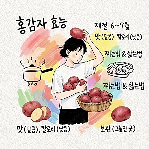 홍감자 효능 제철 시기 맛 칼로리 찌는법 삶는법 보관방법