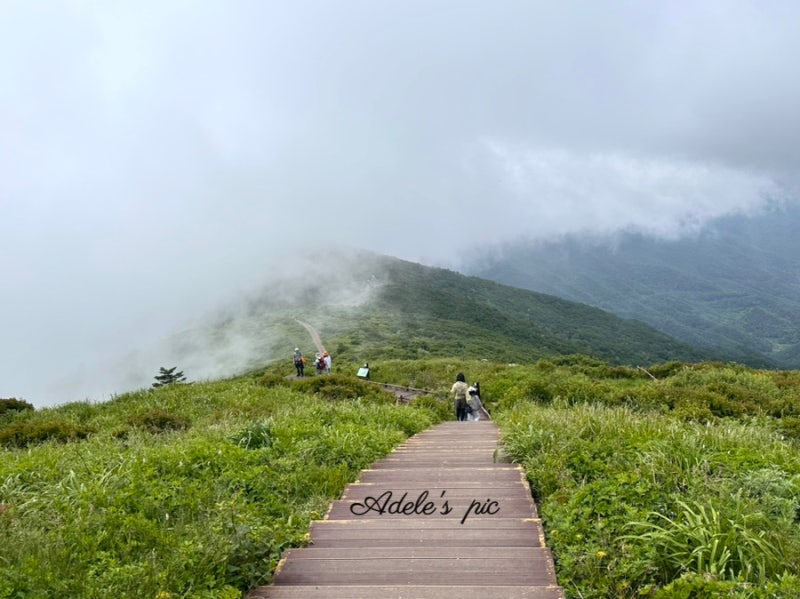 성삼재 휴게소에서 시작한 지리산 노고단 트레킹, 운무 속 천상의 화원(산수국, 지리터리 풀,....