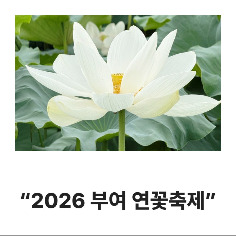 [궁남지] 2026 부여 서동연꽃축제 다녀온 후기 / 정보 / 주차