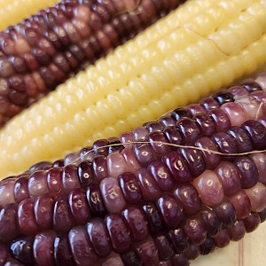 찰옥수수 삶는법, 제철 시기부터 보관법까지! 햇찰옥수수 맛있게 삶는 레시피