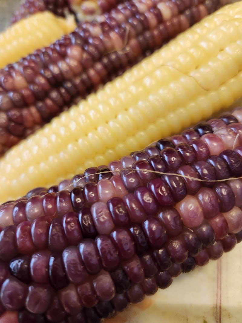 찰옥수수 삶는법, 제철 시기부터 보관법까지! 햇찰옥수수 맛있게 삶는 레시피