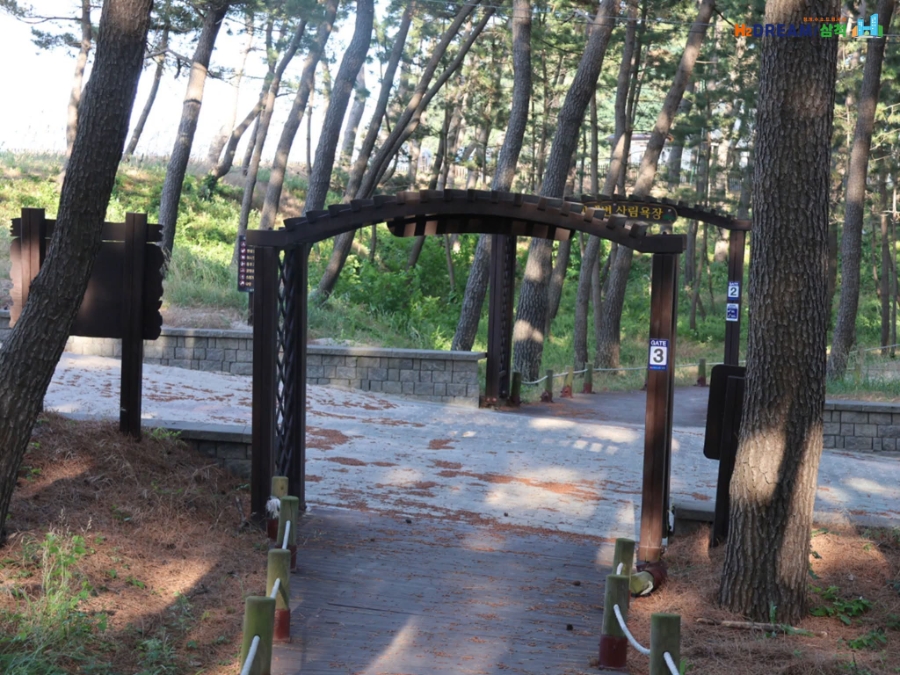 맹방해변산림욕장 사진 5
