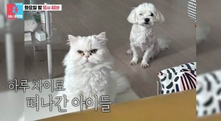 허안나 "반려견·반려묘 하루 차이로 떠나보냈다"…17년 만에 혼자 남은 집에서 끝내 오열 ('....