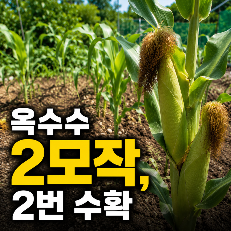 옥수수 2모작 가능할까? 파종 시기와 가을까지 2번 수확하기