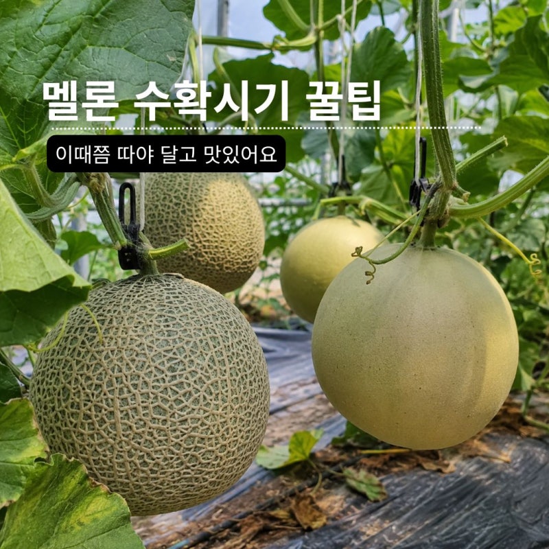 멜론 수확시기 당도 떨어지기 전에 따세요