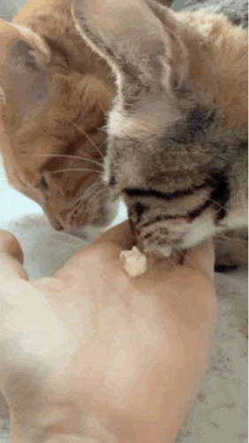 고양이 간식 트릿 아기고양이 노묘까지 먹일 수 있는 건강함
