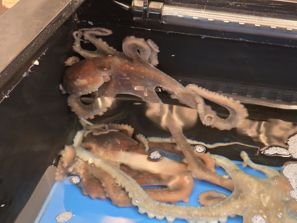 우이며녹 백합칼국수 용인동백점 사진 3