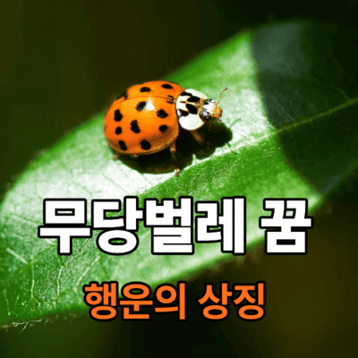 무당벌레 꿈과 태몽은 행운의 상징일까 상세한 해석