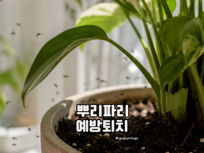 뿌리파리 퇴치 화분에서 보이는 유충 식물병충해 해결방법은?