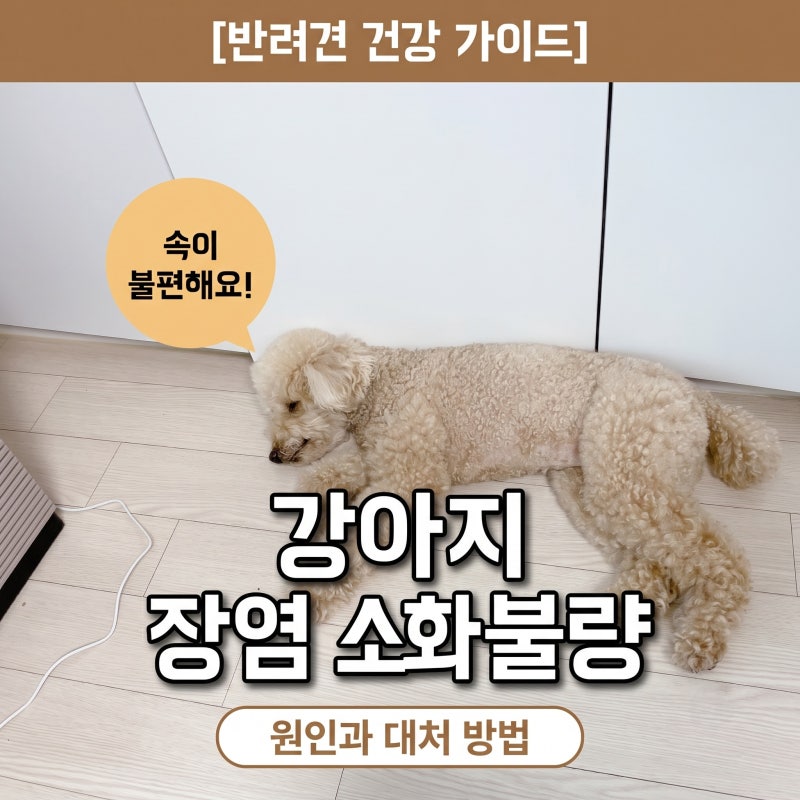 강아지 장염 원인과 반려견 강아지 소화불량 증상