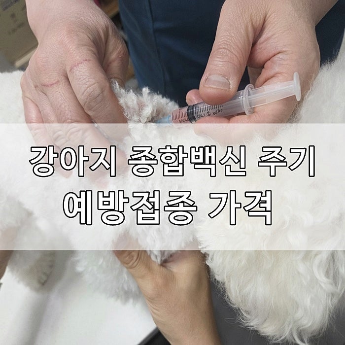 강아지 종합백신 주기 및 예방접종 가격
