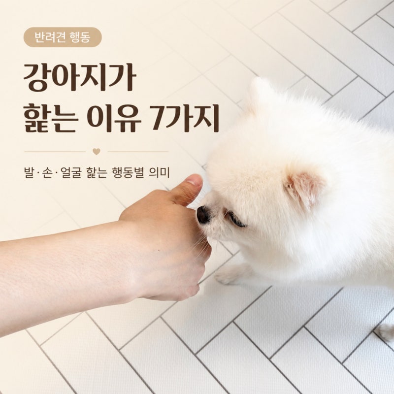 강아지가 핥는 이유 7가지｜발·손·얼굴 핥는 행동별 의미