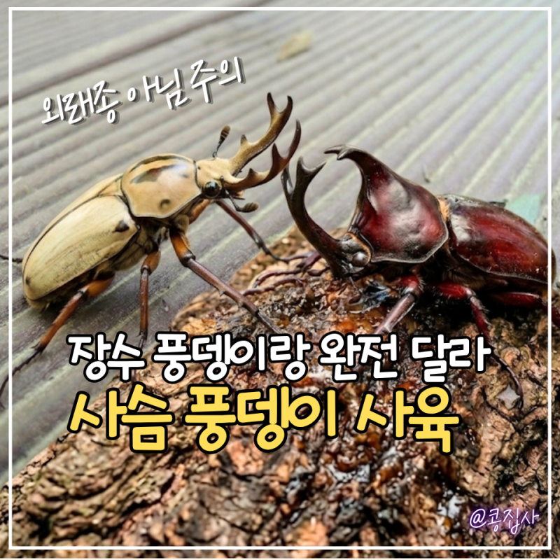 사슴풍뎅이 키우기, 장수풍뎅이랑 뭐가 다를까요?