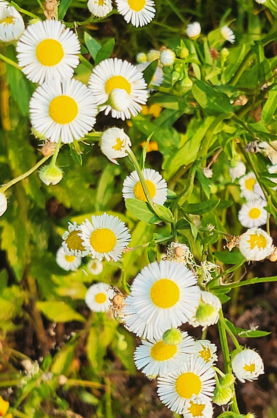 사비성 사진 6