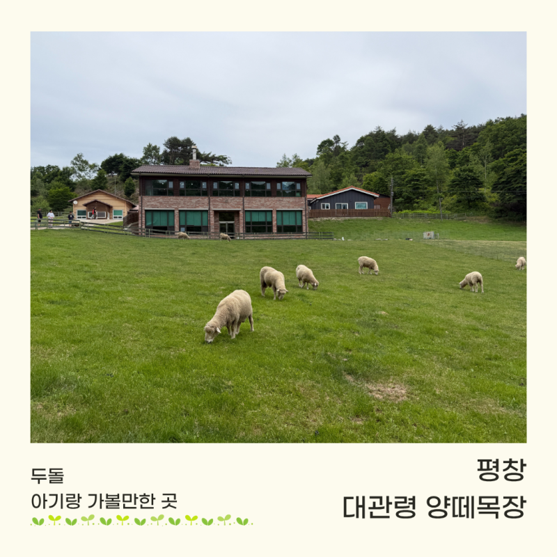평창 대관령양떼목장 두돌 아기랑 가볼 만한 곳 추천