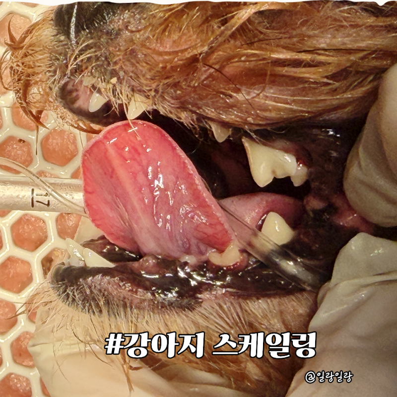 강아지 스케일링 비용, 7살 소형견 치석 제거부터 발치 후기