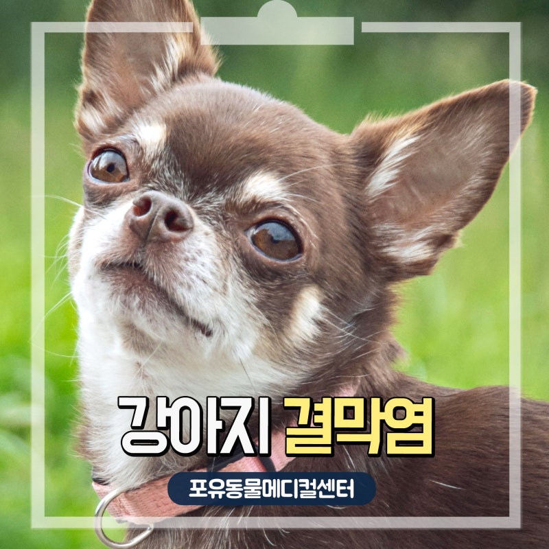 눈곱이 갑자기 늘었다면? 강아지 결막염일 수 있어요!