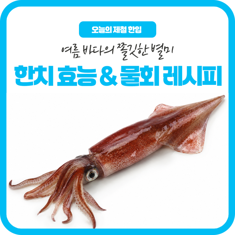 한치 제철에 즐기는 여름 별미, 한치 효능과 한치물회 레시피