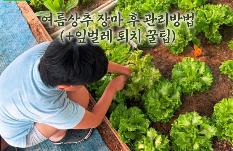 #111.7월 여름 상추 심는 방법! 장마 후 관리법부터 잎벌레 퇴치 꿀팁까지 총정리