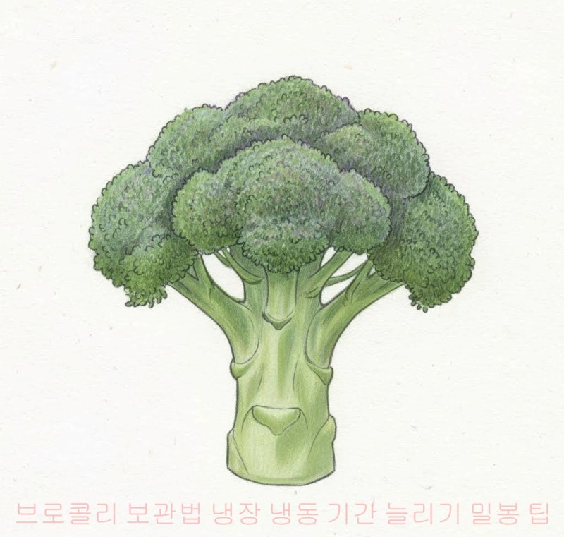 브로콜리 보관법 냉장 냉동 기간 늘리기 밀봉 팁