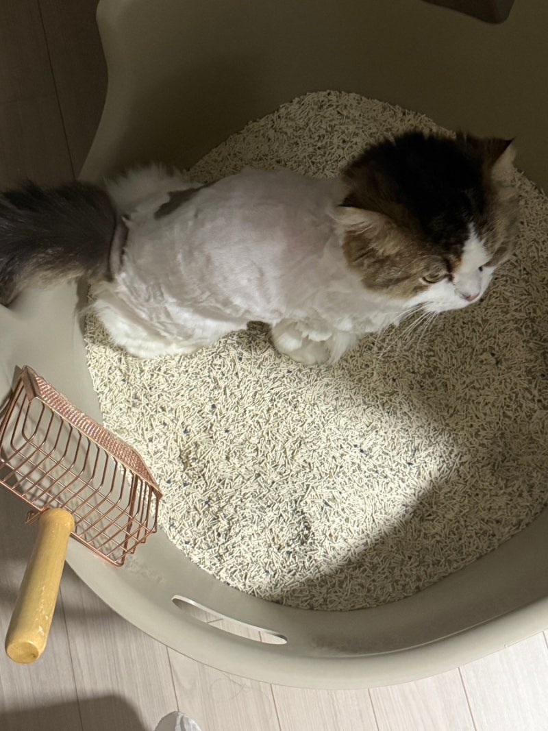 [삐삐] 집에서 키우는 고양이, 굳이 펫보험까지 꼭 필요할까요?