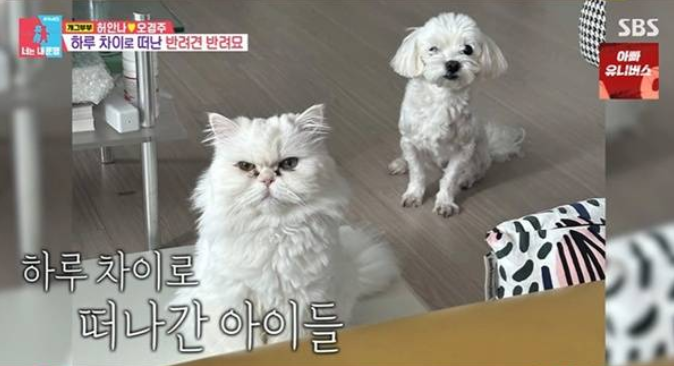 허안나 "반려견·반려묘 하루 만에 떠나보내…한 달을 거의 아무것도 못 했다" ('동상이몽2')