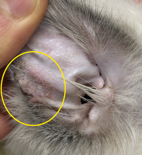 고양이 곰팡이피부병, 링웜 치료