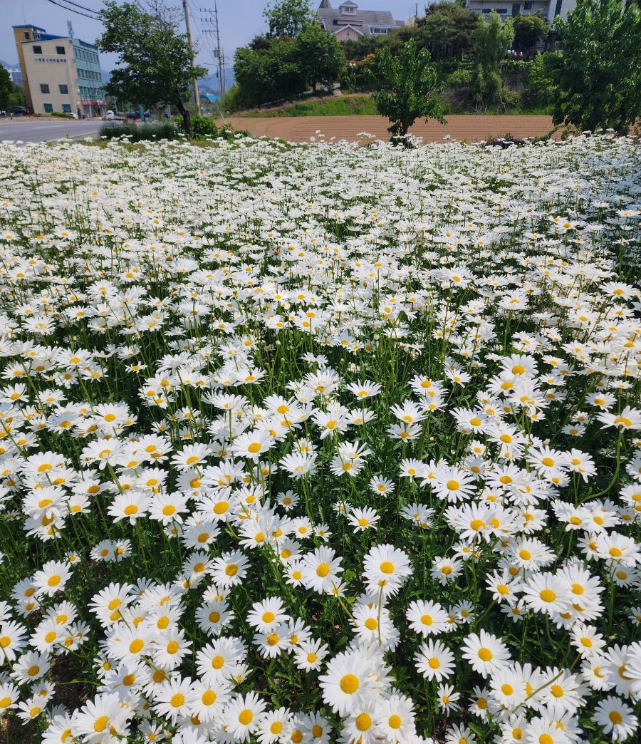 대보명가 제천본점 사진 5