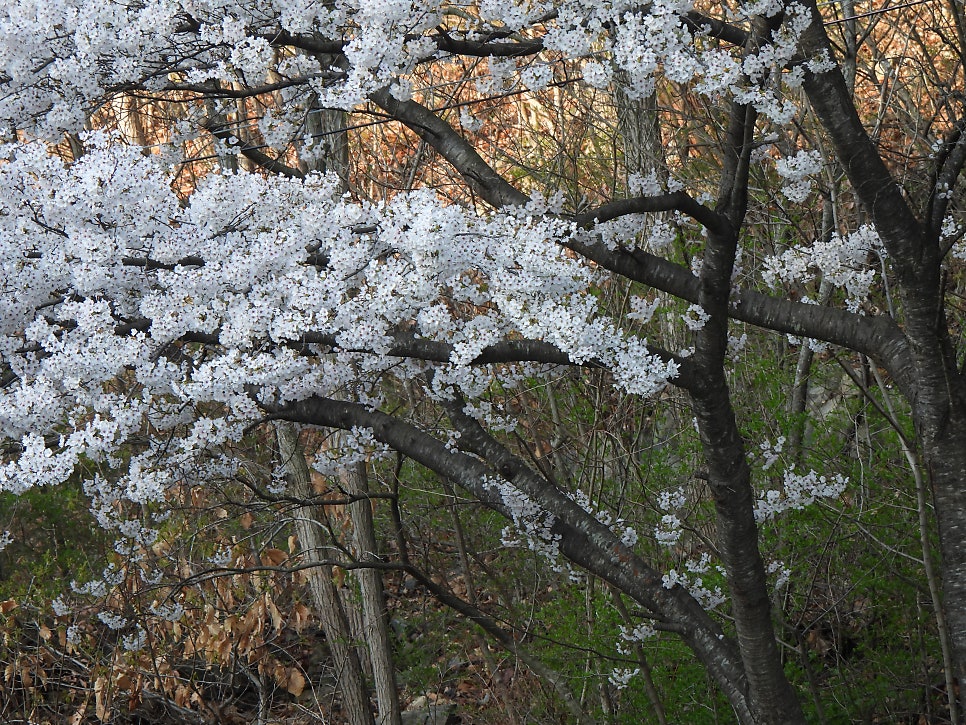 만불산 사진 5