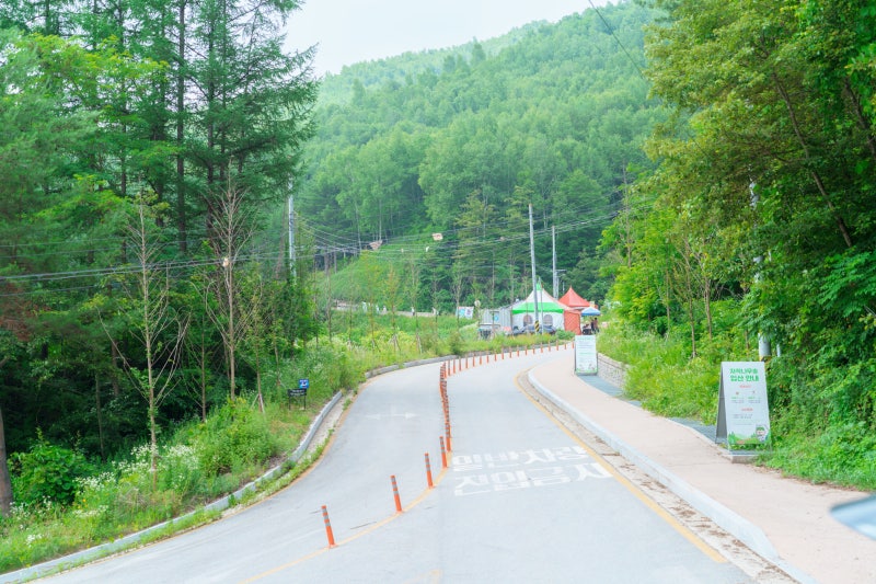 [국내 여행 추천] 하얀 신비로움이 가득한 강원도 인제 원대리 자작나무숲 완벽 총정리: 연혁....