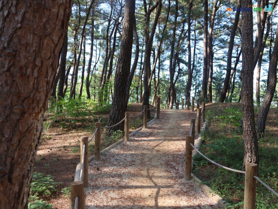 맹방해변산림욕장 사진 2