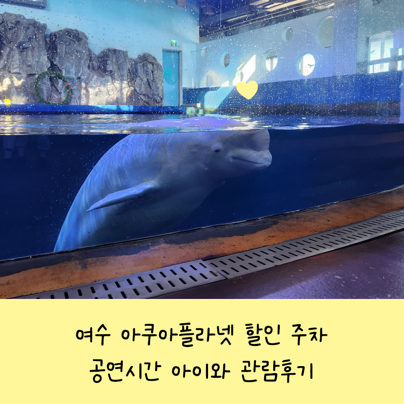 여수 아쿠아플라넷 할인 주차 공연시간 아이와 관람후기