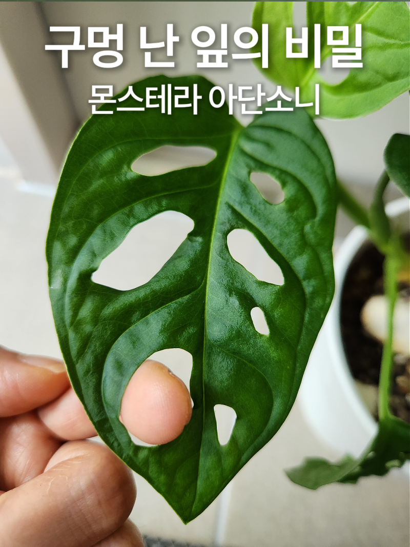 몬스테라 아단소니 키우기, 오블리쿠아로 헷갈리던 구멍잎 식물.
