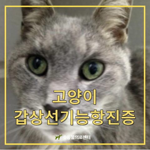 고양이 갑상선기능항진증 [반려동물 질병정보/대전동물병원 숲]