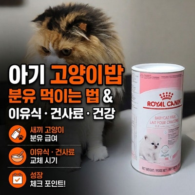 아기고양이 밥, 새끼 고양이 분유 먹이는법과 이유식 건사료 교체 시기와 방법
