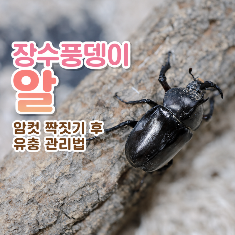 장수풍뎅이 알, 암컷 짝짓기 후 유충 관리법
