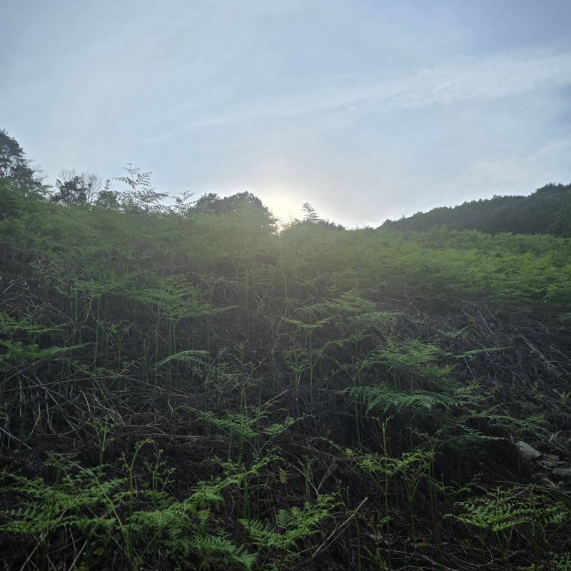 지리산 뱀사골 달궁 해발 600m 고지대 고사리밭에서 직접 채취하고 삶고 말린 부드럽고 맛있....