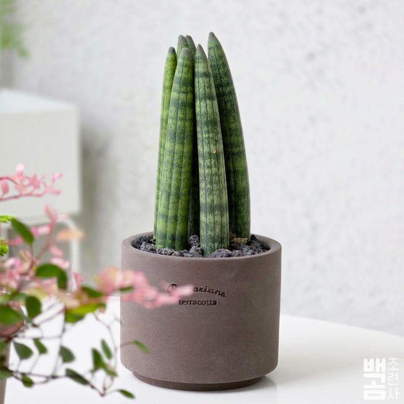 스투키 키우기 (분갈이+물주기+햇빛+새순 자구+과습+곰팡이) 성장 기록 1