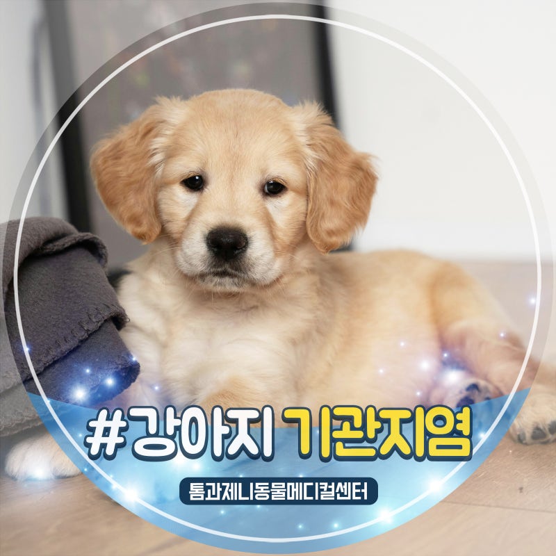지속적인 기침 증상, 강아지 기관지염의 원인은?